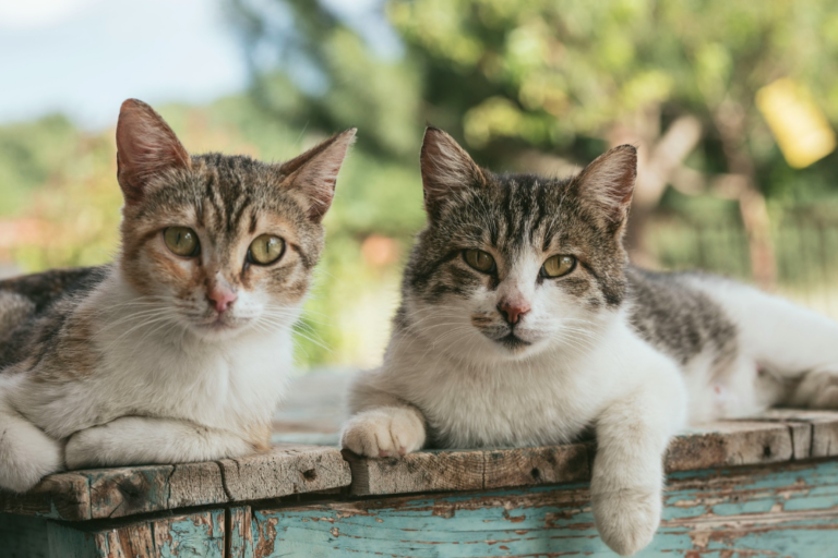 Ventajas de adoptar gatos adultos